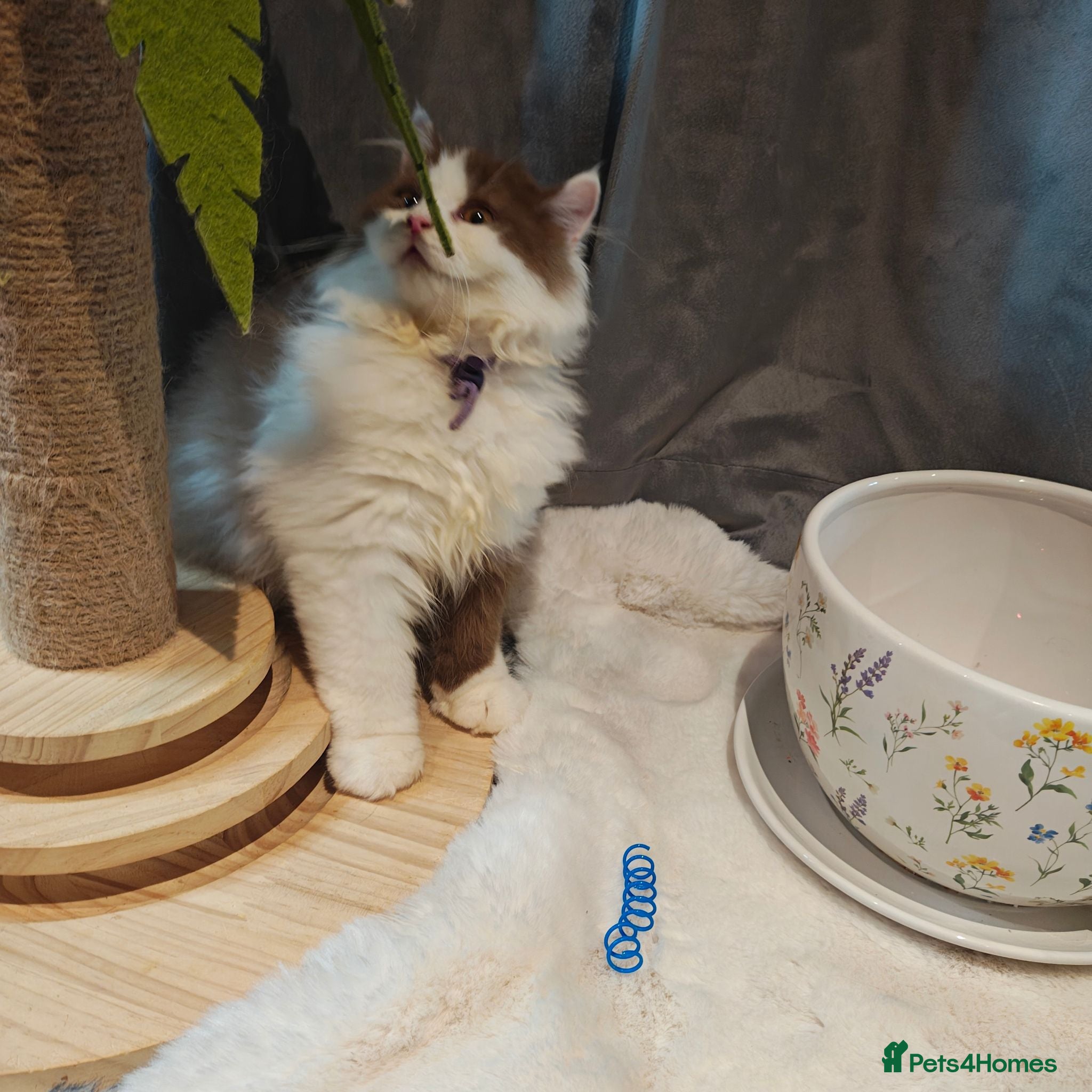British Longhair cats Last two cinnamon bi colour boys  - Advert 5