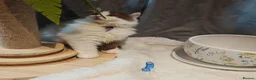 British Longhair cats for sale: Cinnamon bi colour, blue golden  - Advert 8