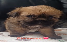Shih Tzu dogs for sale: Beautiful trio colours Shihtzu puppies 1 left ❤️ - Image 4
