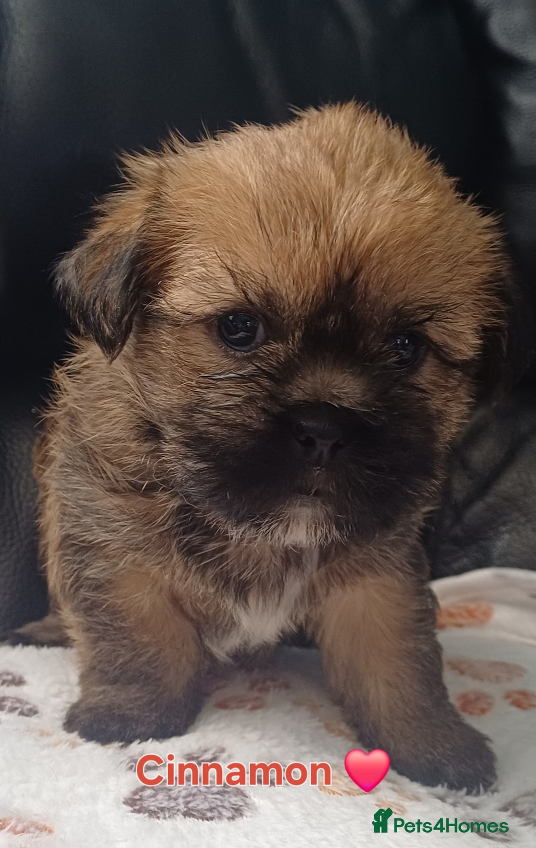 Shih Tzu dogs for sale: Beautiful trio colours Shihtzu puppies 1 left ❤️ - Image 4