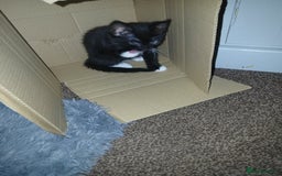 Mixed Breed cats for sale: 1 Beautiful black and white girl left  - Image 11