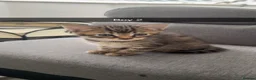 Mixed Breed cats for sale: 6 kittens for sale in Newcastle upon Tyne - Advert 8