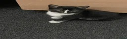 Turkish Van cats for sale: Litter of 4 gorgeous kittens  - Advert 8