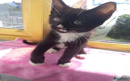 Ragdoll cats for sale: Half ragdoll kitten - Image 5