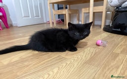 Persian cats for sale: Persian chinchilla mix kittens  in Andover - Image 3