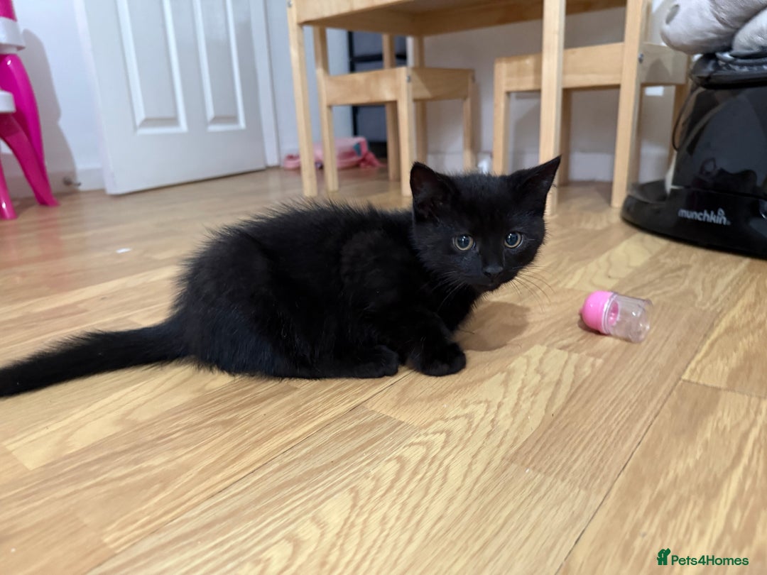 Persian cats for sale: Persian chinchilla mix kittens  in Andover - Image 3