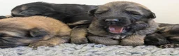 German Shepherd dogs for sale: Quality KC Puppies From Health Tested Parents - Advert 4