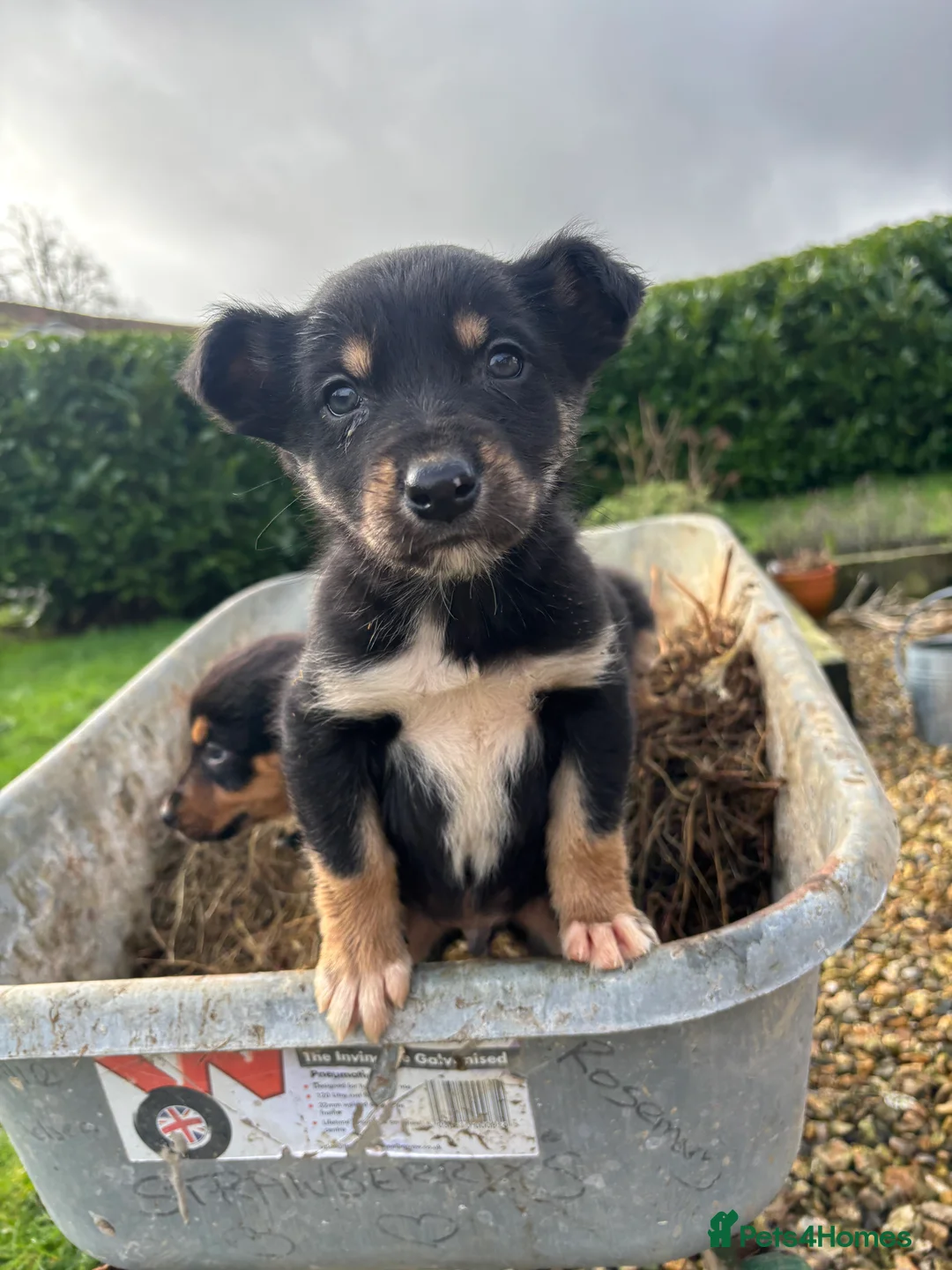Mixed Breed dogs for sale: Puppies, Australian kelpie cross blue Merle  - Advert 5