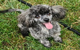 Toy Poodle dogs for sale: Three Toy Poodles for Rehoming - Image 4