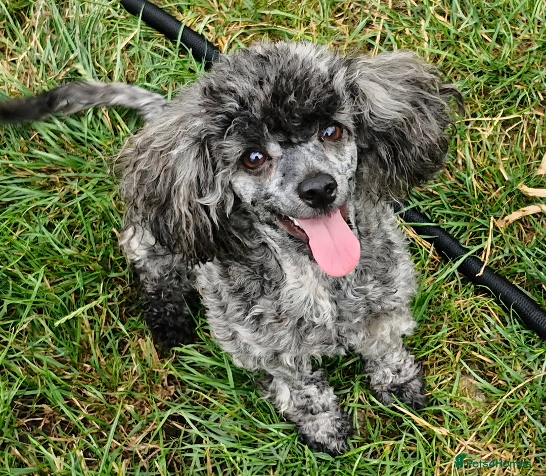Toy Poodle dogs for sale: Three Toy Poodles for Rehoming - Image 4