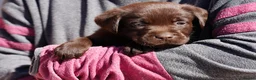 Labrador Retriever dogs for sale: Chocolate Labrador puppies Kc reg health tested - Advert 22