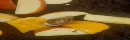 Snails invertebrates for sale: Giant African Land Snail Baby - Advert 4