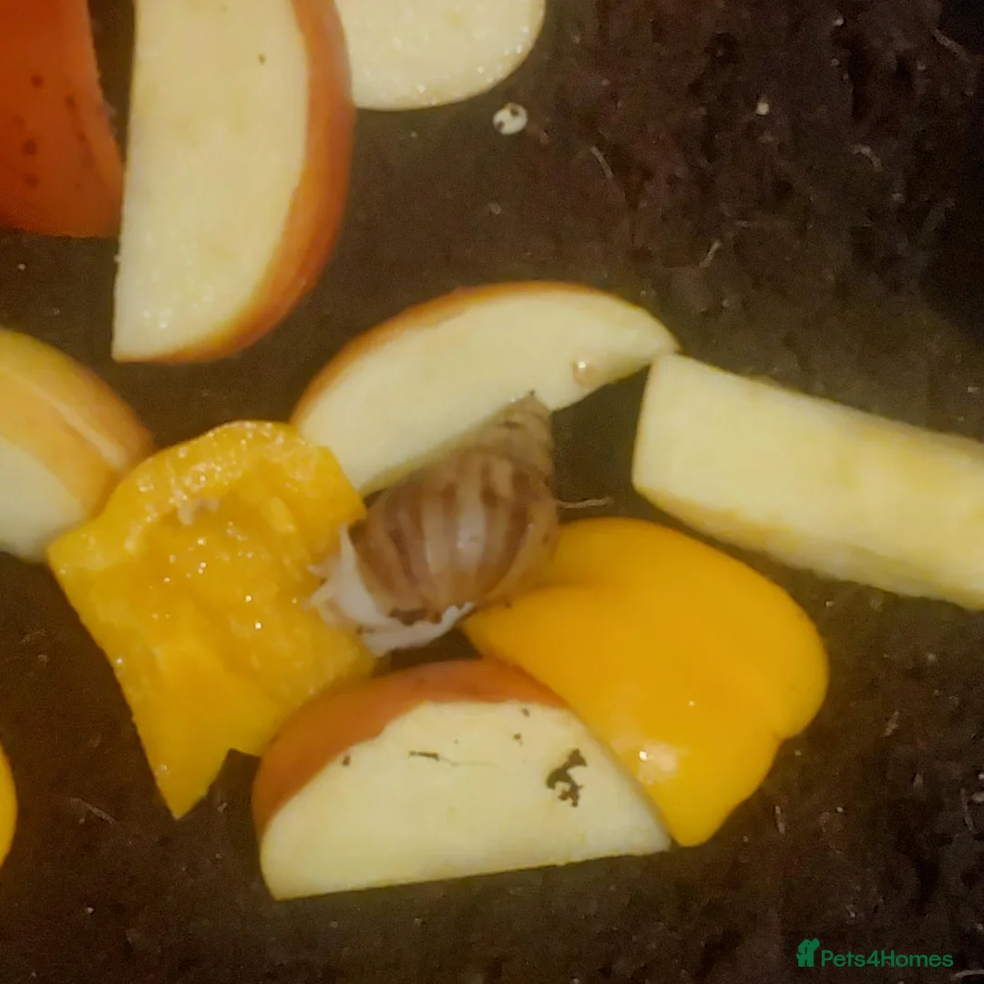 Snails invertebrates for sale: Giant African Land Snail Baby - Advert 4