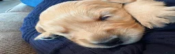 Golden Retriever dogs for sale: Gorgeous goldens - Advert 4