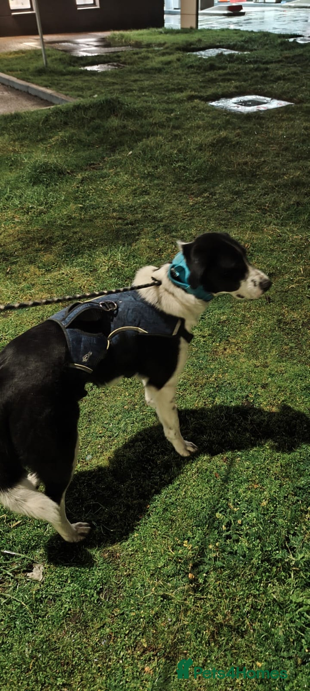 Mixed Breed dogs for adoption: 🐾 Meet Nala 🐾 - a loyal girl - for a Loving Home - Advert 9