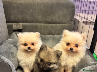 Pomeranian dogs - Advert 17