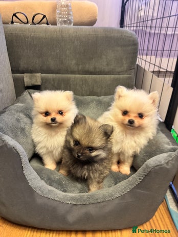 Pomeranian dogs - Advert 2
