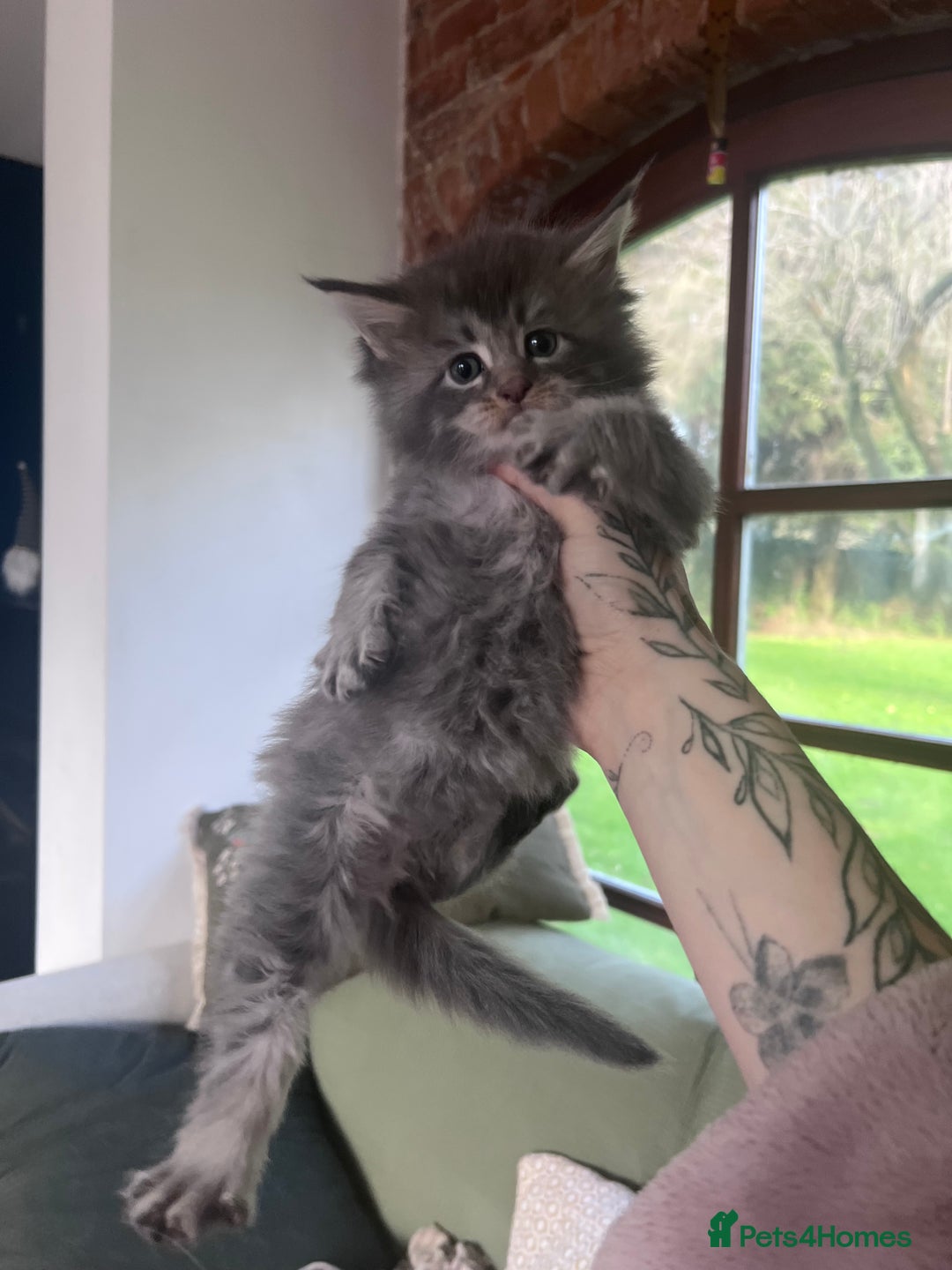 Maine Coon cats for sale: GCCF registered Maine coon kittens - Advert 13