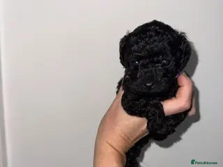 Cavapoo dogs F1bb Tiny Toy Cavapoo 💙💚💓 - Advert 1
