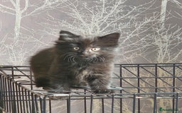 Maine Coon cats for sale: Beautiful black fluffy part maincoon kittens - Image 2