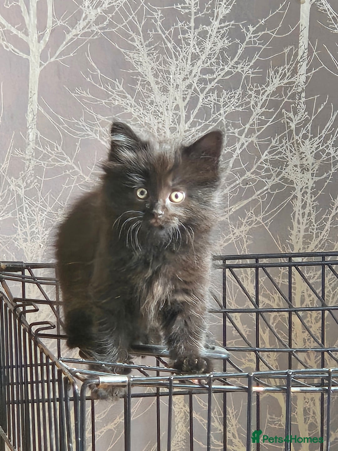 Maine Coon cats for sale: Beautiful black fluffy part maincoon kittens - Image 2
