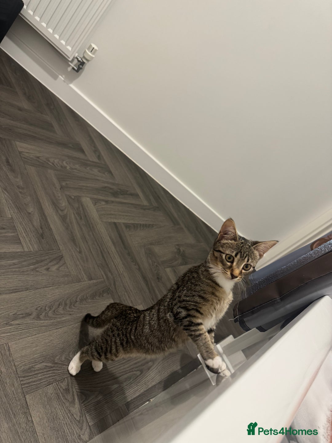 Domestic Shorthair cats for sale: Kitten for sale - Advert 6