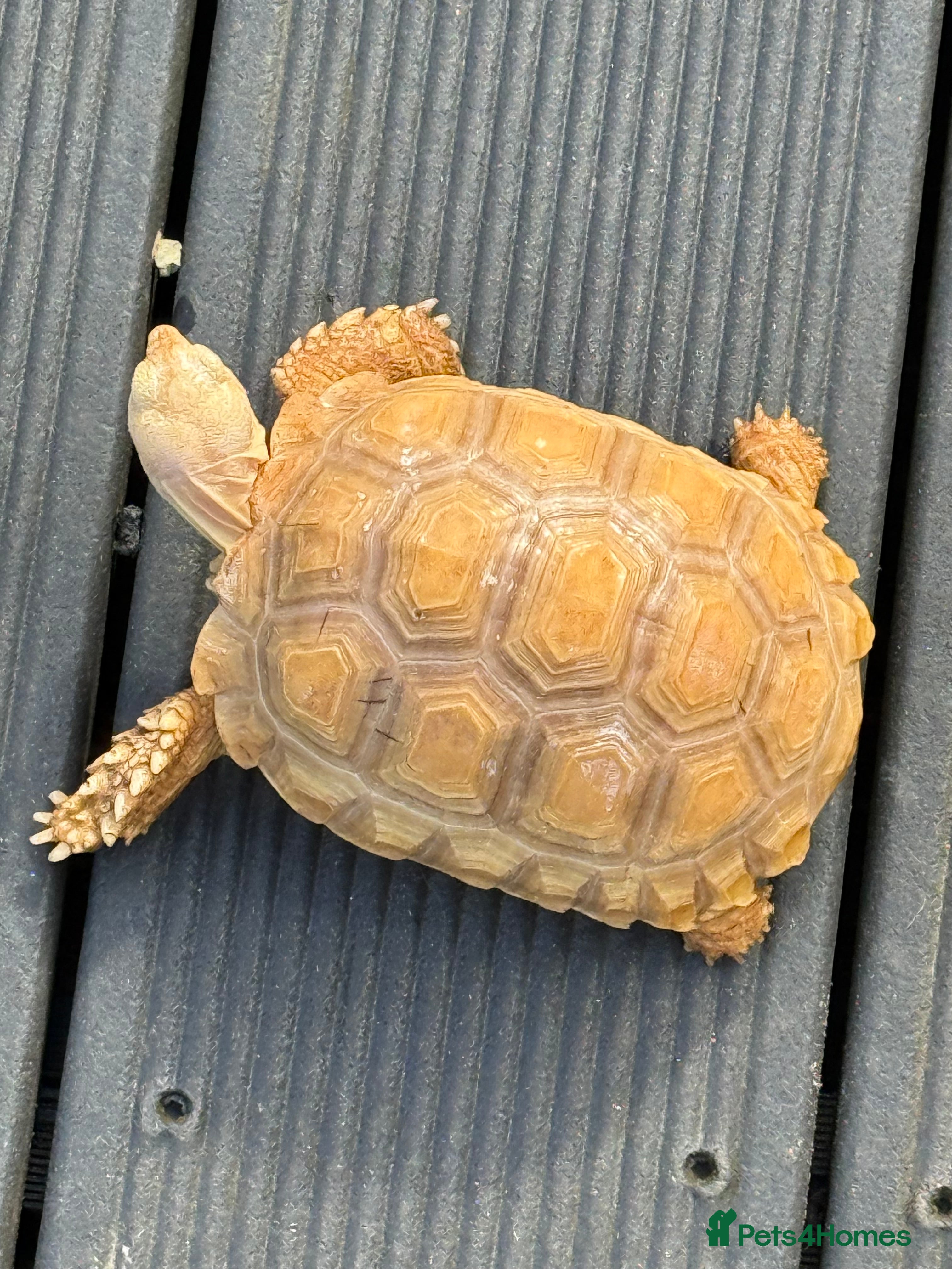 Tortoise reptiles Sulcata Ivory - Advert 18