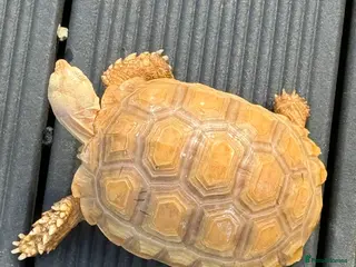 Tortoise reptiles Sulcata Ivory - Advert 18