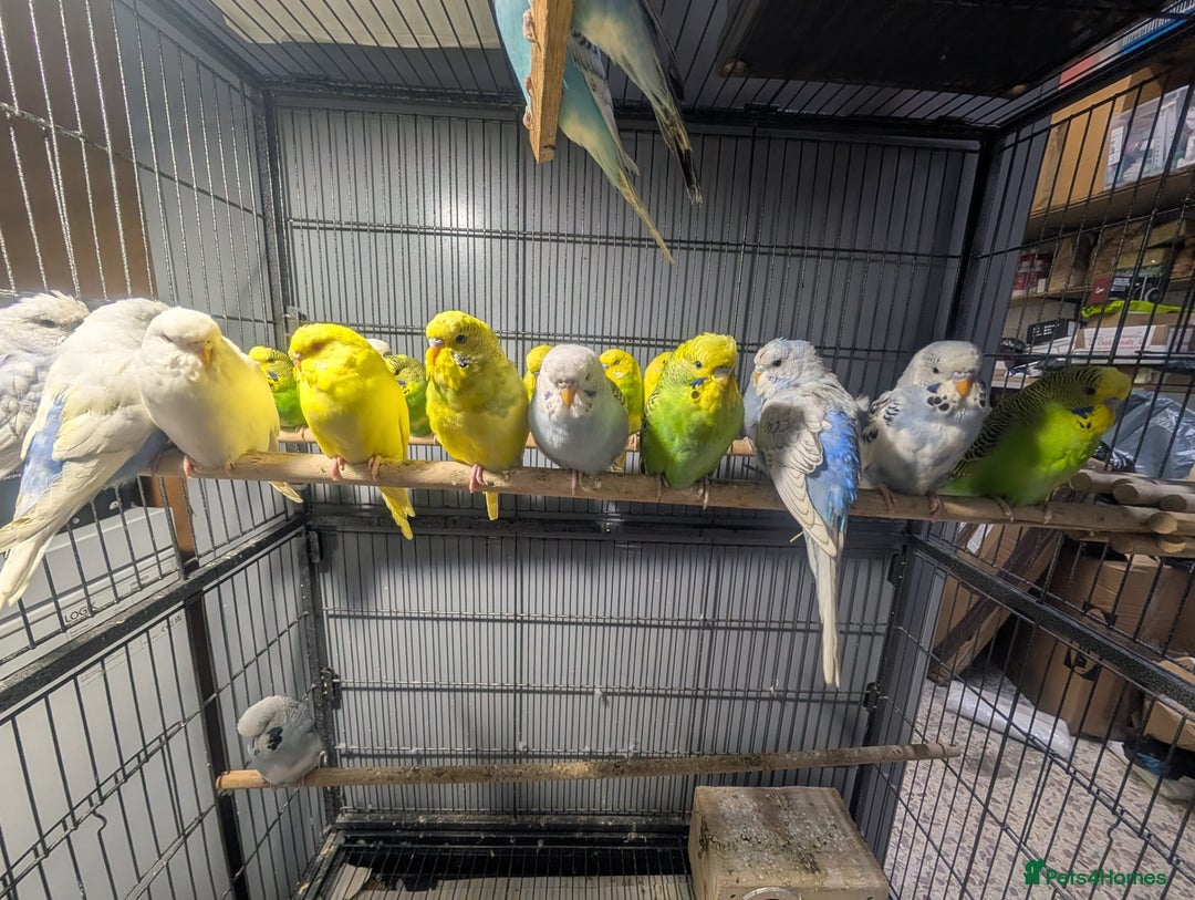 Budgerigars birds for sale: Lovely Group of Budgies  - Image 15