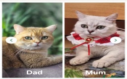 British Shorthair cats for sale: Two very loving friendly BSH sisters  - Advert 5