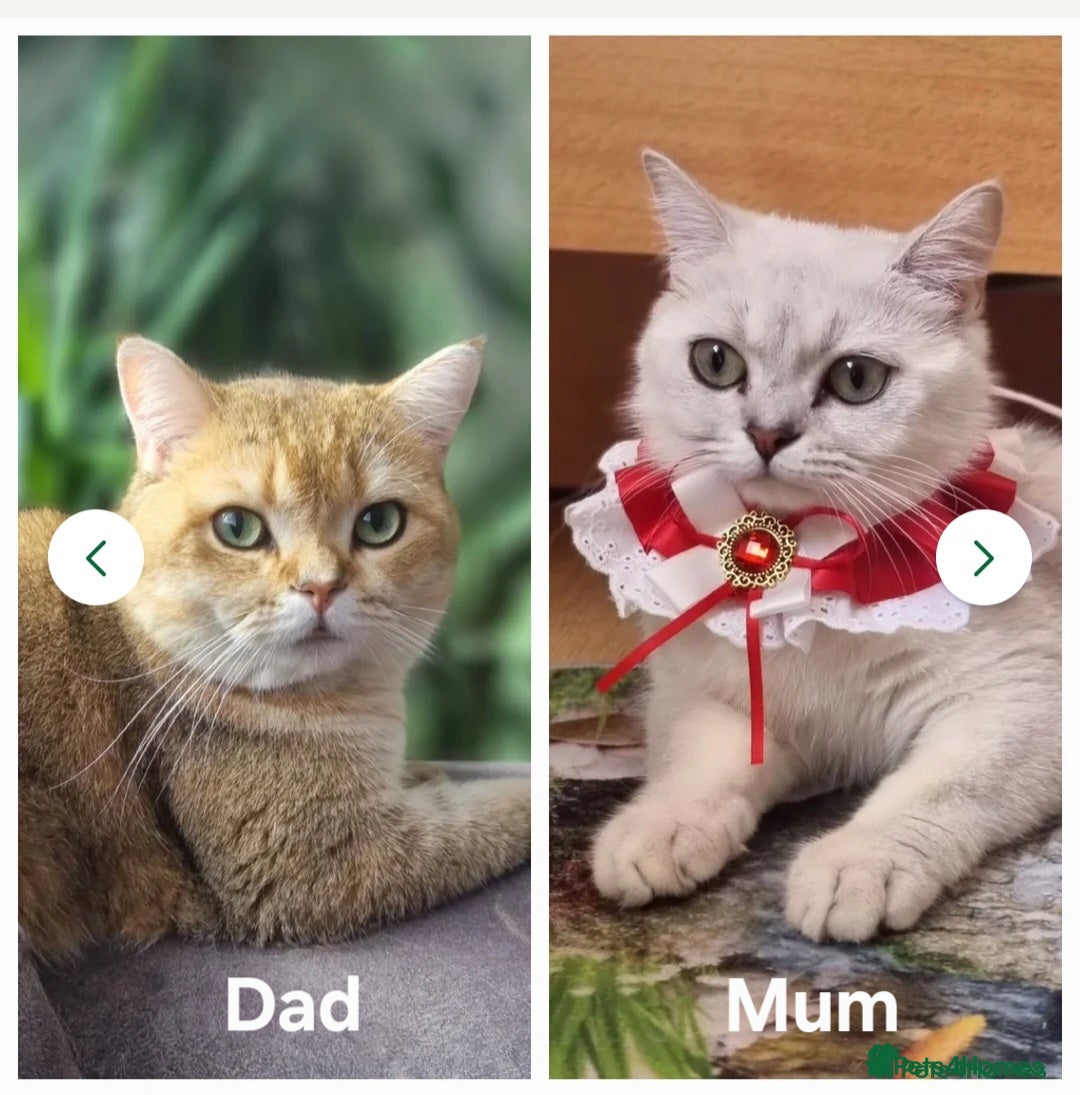 British Shorthair cats for sale: Two very loving friendly BSH sisters  - Advert 5