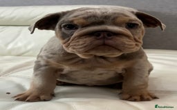 English Bulldog dogs for sale: English Bulldog Puppy 2 - English Bulldog puppies boys & girls - Image 16