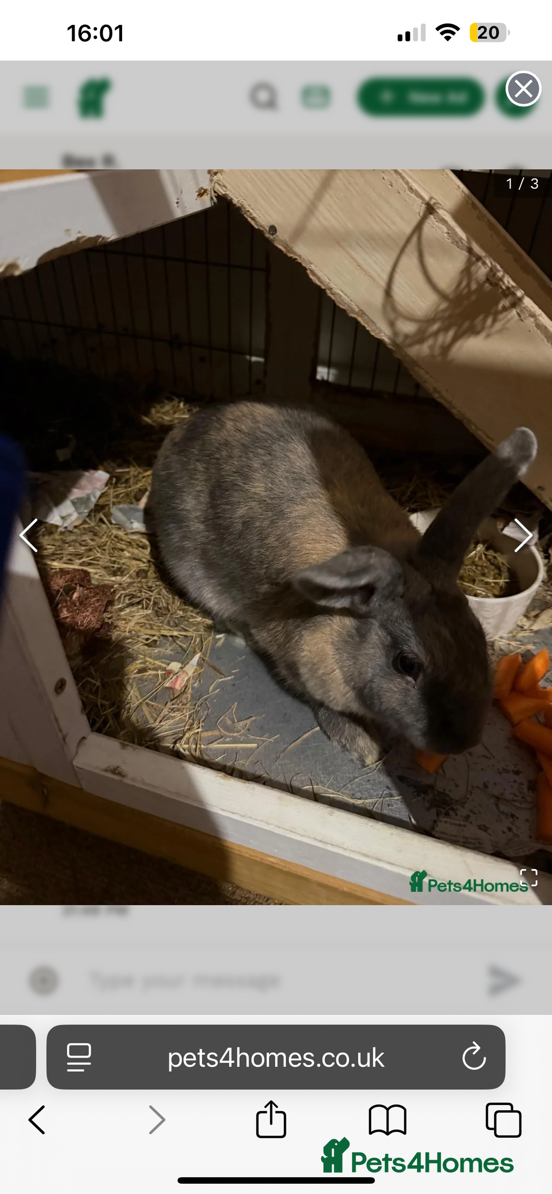 Mixed Breed rabbits for sale: Bunnies for Sale - Advert 3