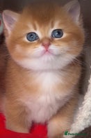 British Shorthair cats ✨Golden British Shorthair ready December✨ - Advert 6