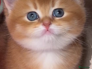 British Shorthair cats ✨Golden British Shorthair ready December✨ - Advert 7