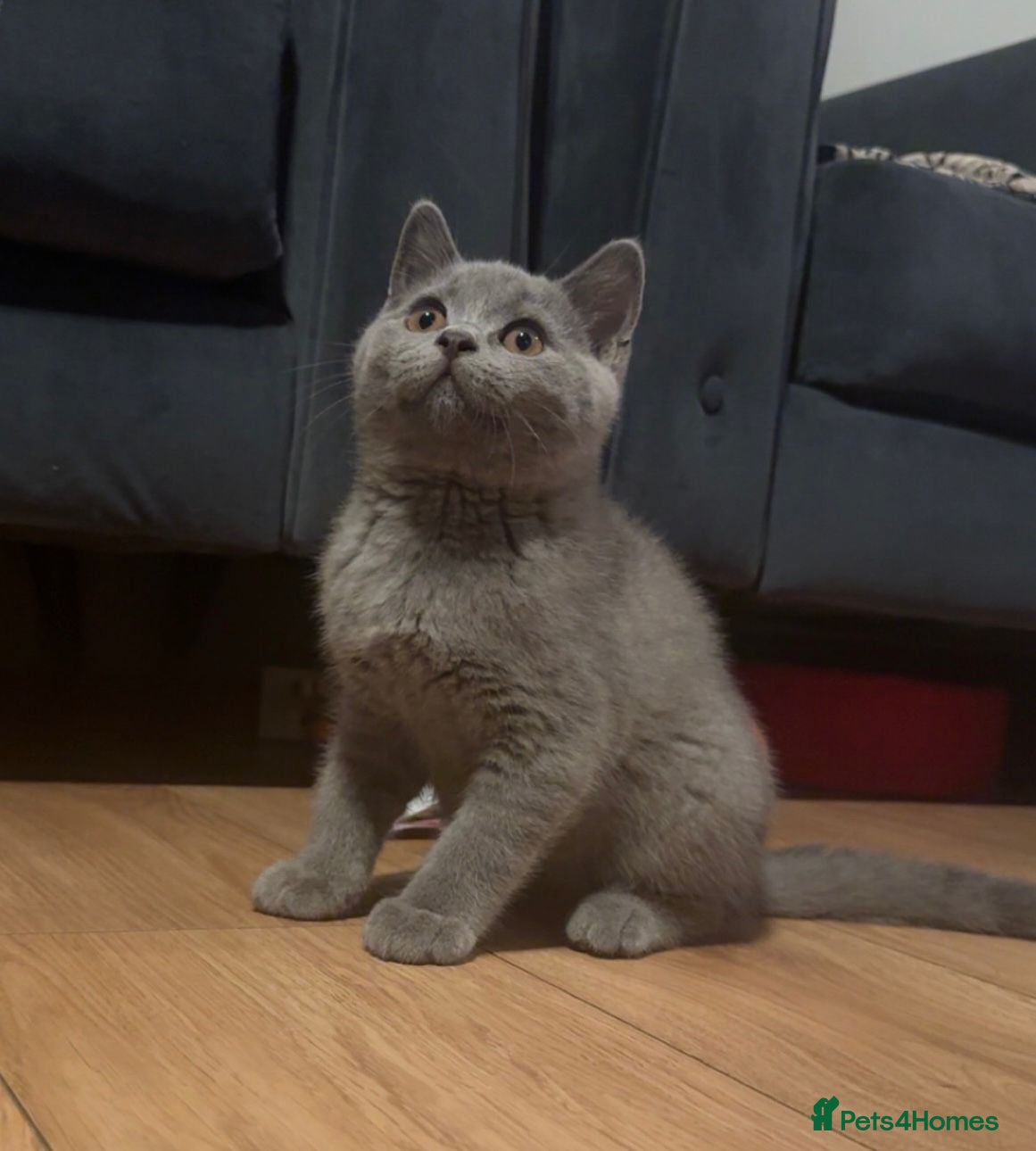 British Shorthair cats **Last Male remaining, Ready to leave Today** - Advert 2