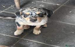 Mixed Breed dogs for sale: Kelpie x Border Collie pups available for new home - Image 1