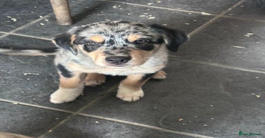 Mixed Breed dogs - Advert 3