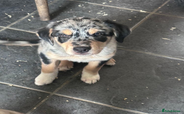 Mixed Breed dogs - Advert 3