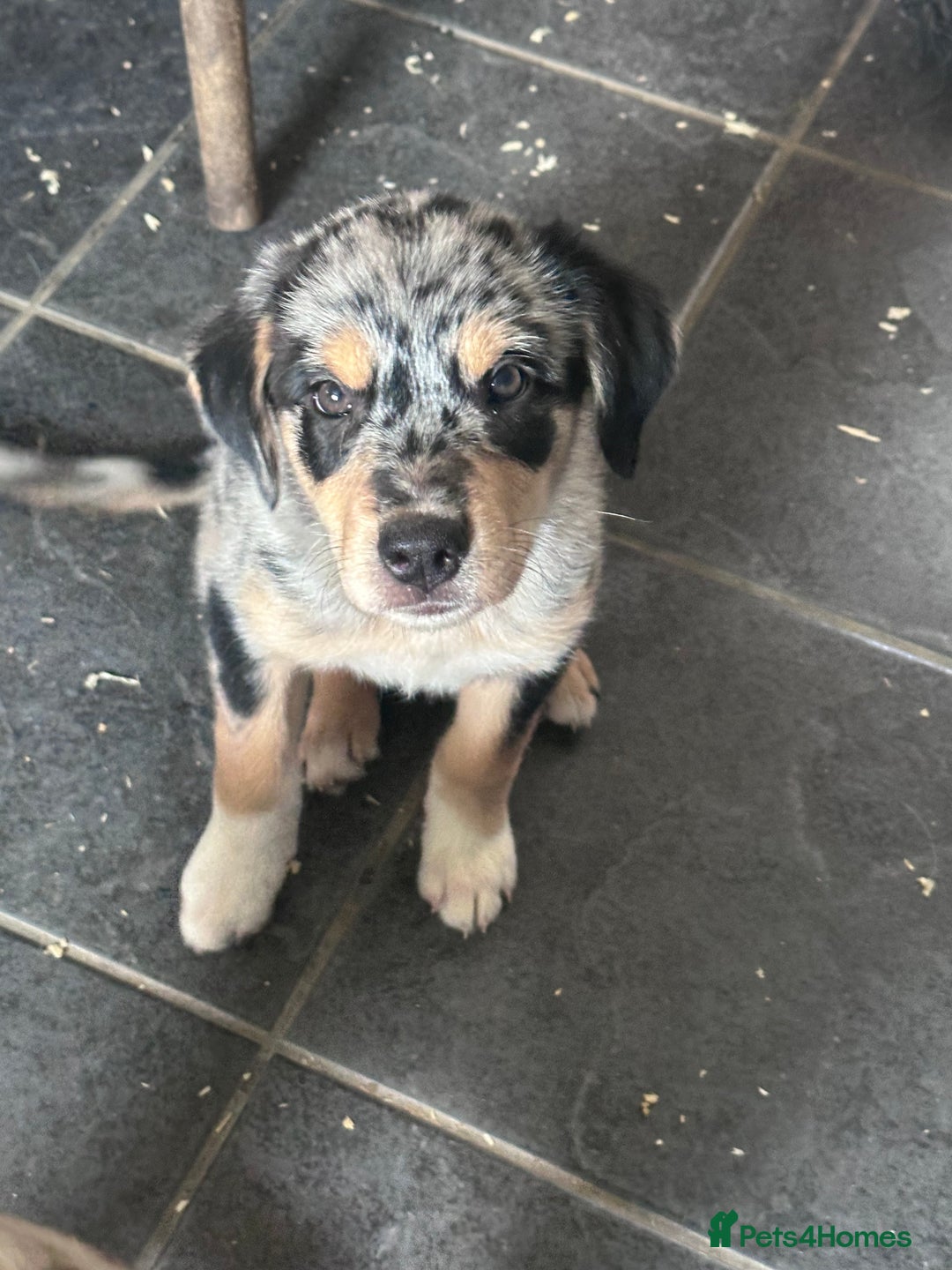 Mixed Breed dogs for sale: Kelpie x Border Collie pups available for new home - Image 1