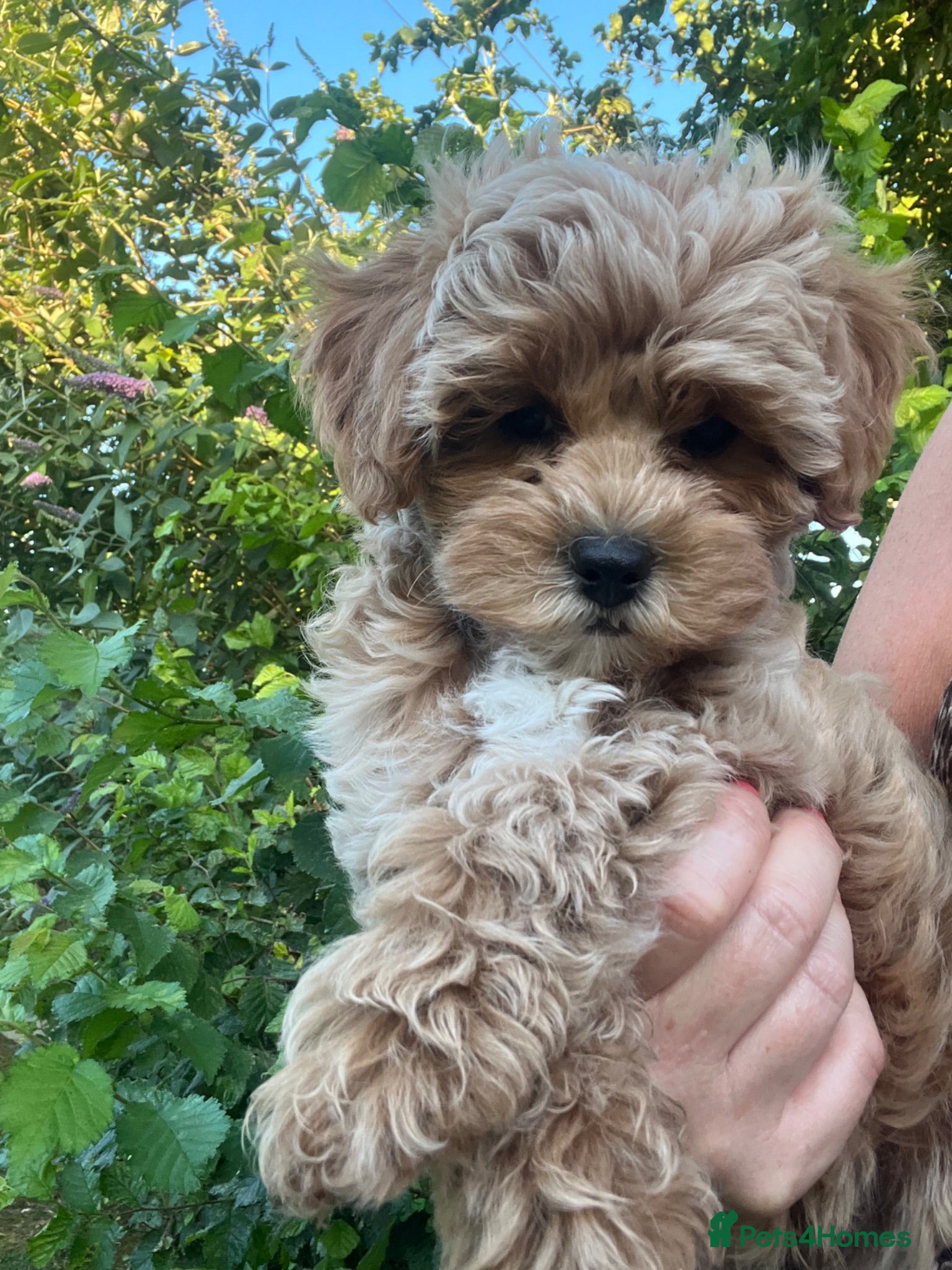 Maltipoo dogs Adorable Malshipoo puppies  - Advert 2