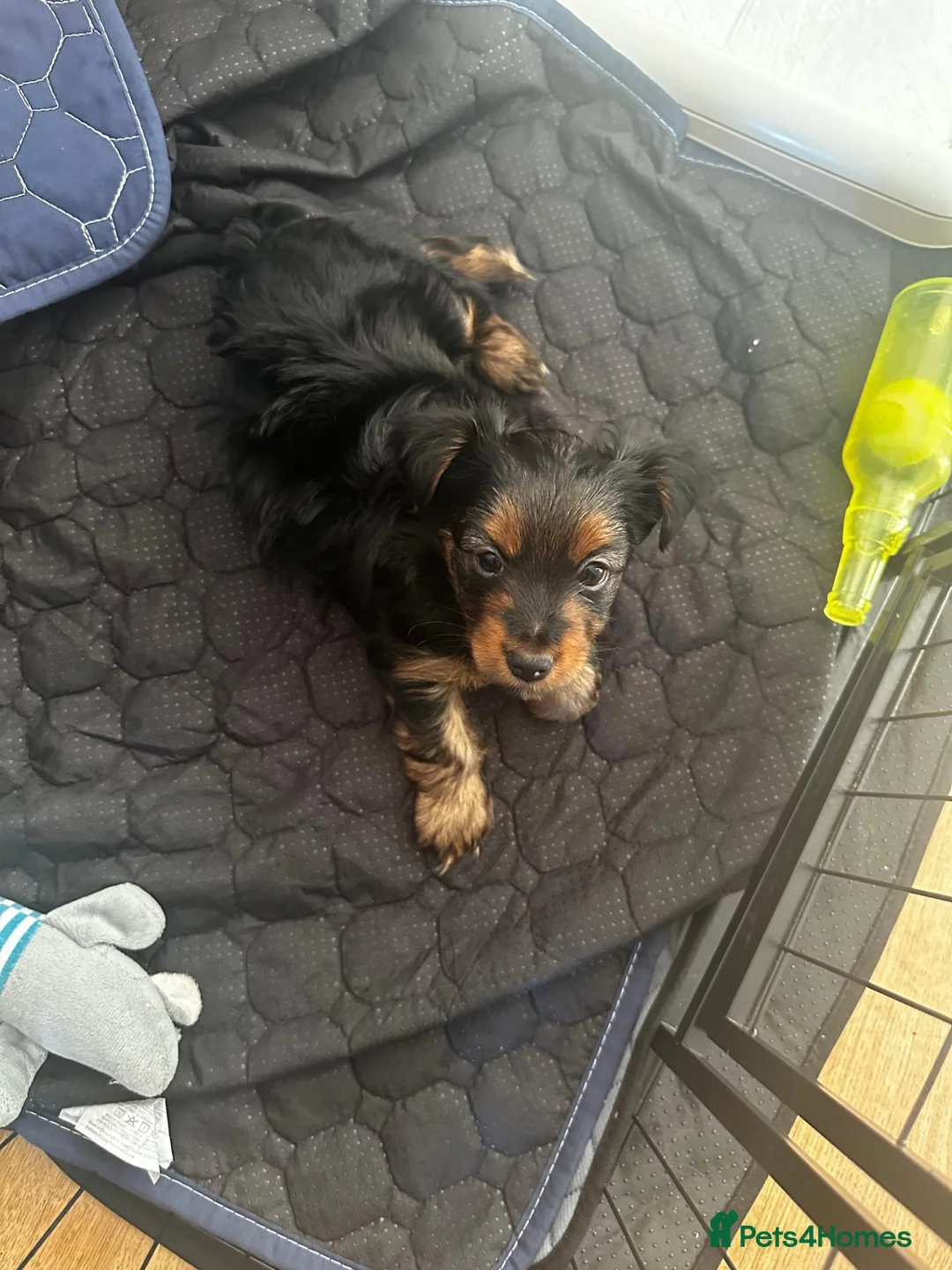 Yorkshire Terrier dogs for sale: Girl Yorkshire Terrier - Advert 2