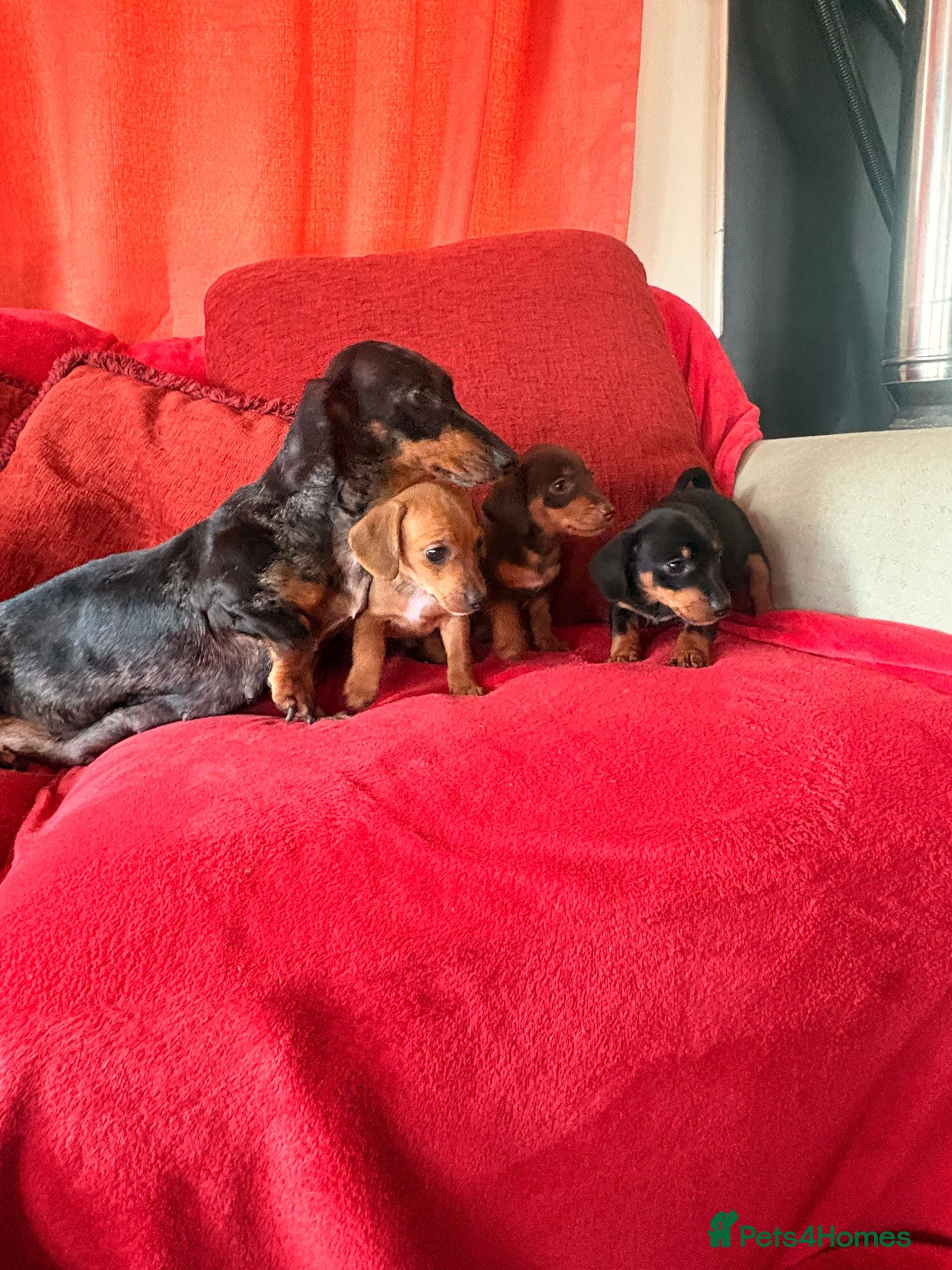 Jackshund dogs Daxijacks - Advert 2