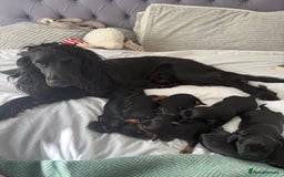 Cocker Spaniel dogs for sale: ****only 2 left****Stunning cocker puppies - Image 27