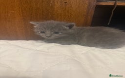 Domestic Shorthair cats for sale: 2 female kittens left for sale  in Bristol - Image 7