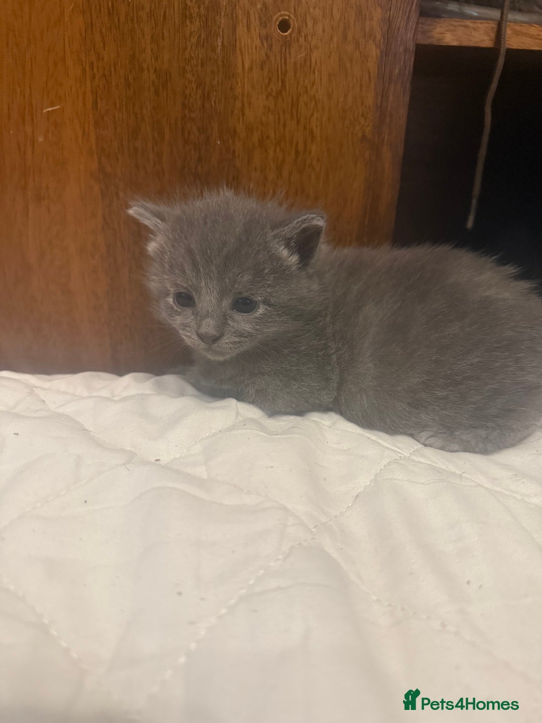 Domestic Shorthair cats for sale: 2 female kittens left for sale  in Bristol - Image 7