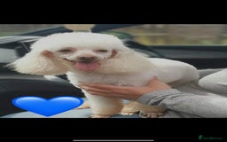 Toy Poodle dogs for sale: Tiny boy , Ready now!  - Image 7