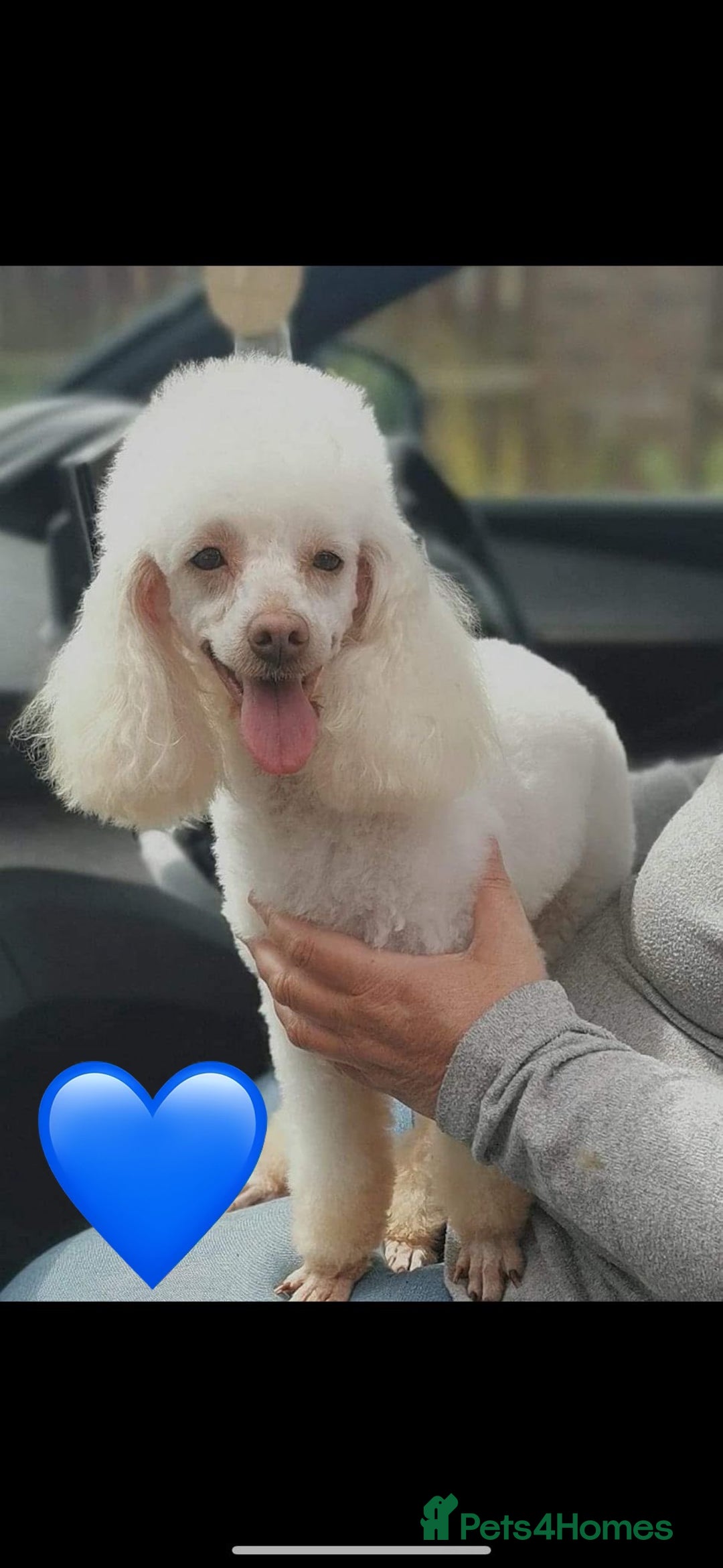 Toy Poodle dogs for sale: Tiny boy , Ready now!  - Image 7