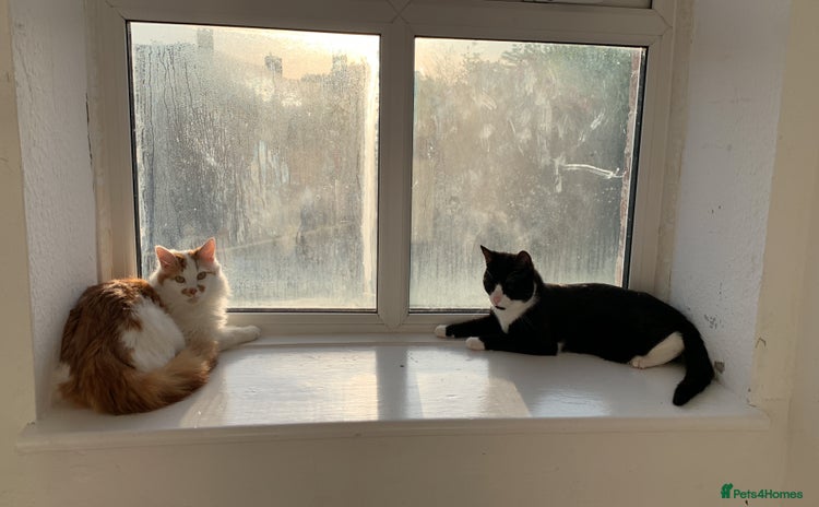 Mixed Breed cats - Advert 3