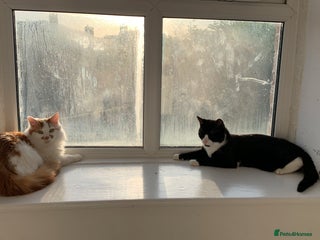 Mixed Breed cats for sale - Advert 1